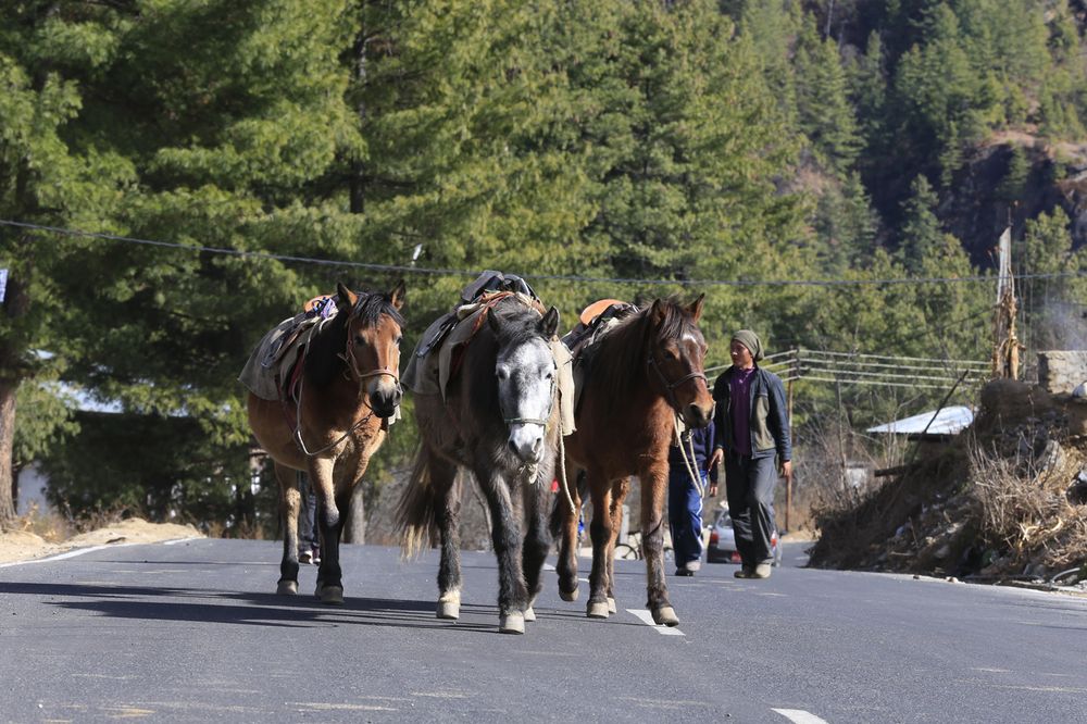 Pack horses and a handler on a Bhutanese trekking trail