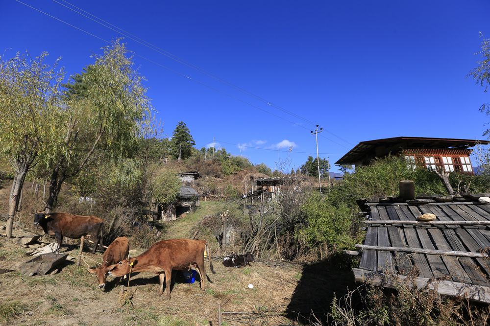 Cattle grazing beside a traditional farmhouse in rural Bhutan