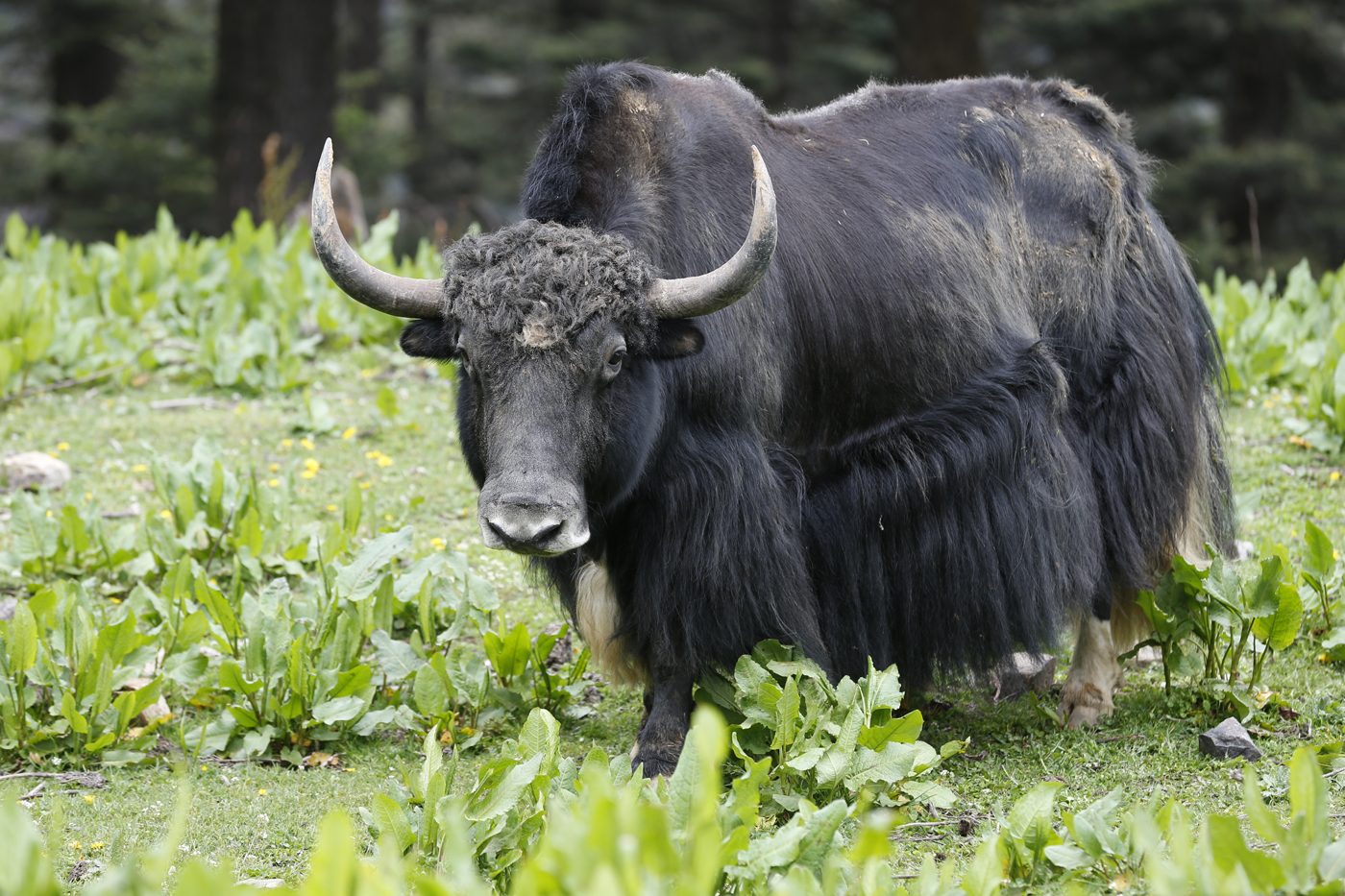 The High Pastures